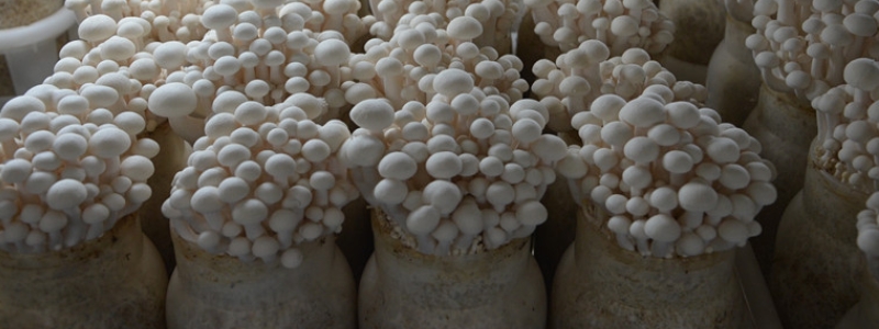 食用菌菌种怎么制作,有哪些技术要点