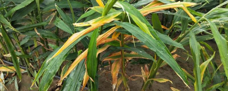 大姜常见病害的防治方法,都有哪些病害症状
