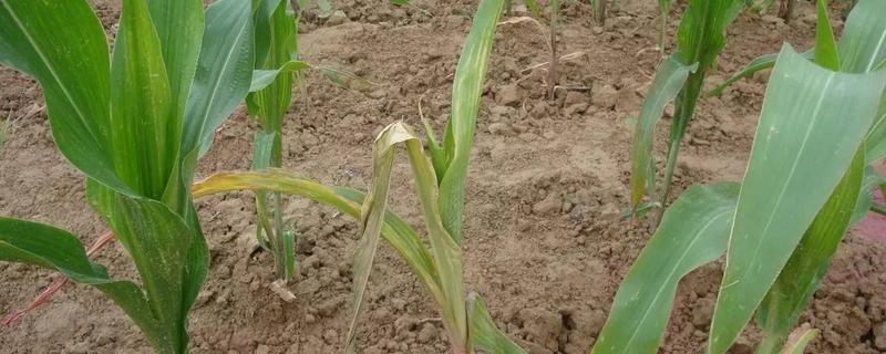 农作物药害怎么处理，具体怎样改善（作物药害怎么解决）