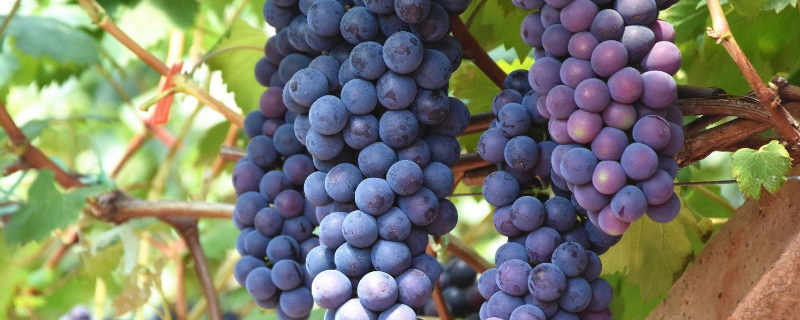 葡萄的种植时间，附葡萄春季出土注意事项