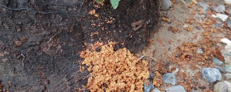 如何防治树根生虫，具体有哪些方法（树根生虫怎么处理）