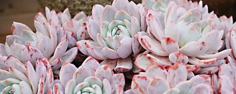 多肉雪莲的繁殖方法，具体怎么操作（多肉雪莲的养殖方法和注意事项）