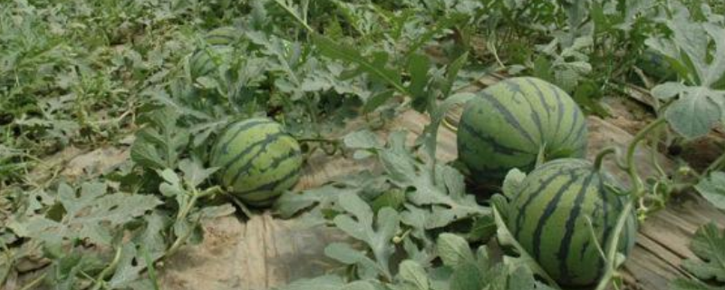 麦冬种子的播种时间,附种植方法 麦冬种子什么时候播种