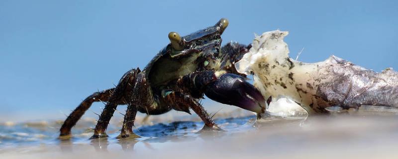 海螃蟹怎么养，对环境要求不高 螃蟹养殖环境要求
