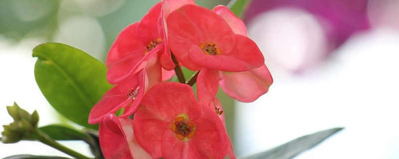 刺梅花的种植方法，附养殖要点 刺梅花的养殖方法百科