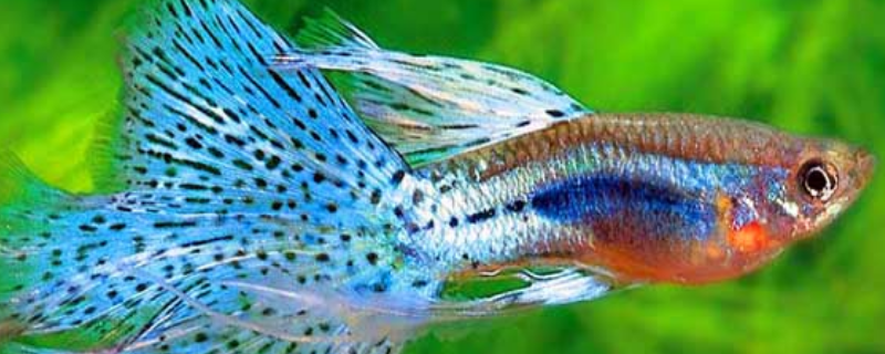 孔雀鱼生小鱼怎么养（孔雀鱼生小鱼怎么分公母）