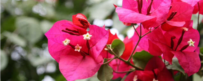 秋季三角梅怎么繁殖，附养殖方法 三角梅养殖详细教程