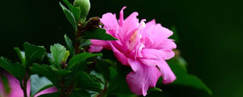 木槿花的开花季节是什么时候,附其病虫防治要点