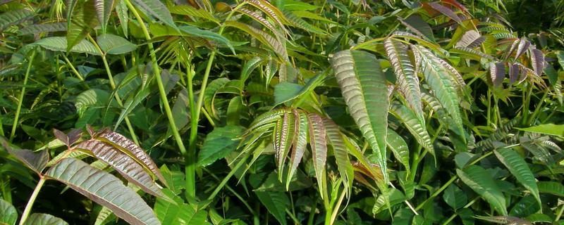 怎样种植香椿，附其生物学特征（香椿树特征）