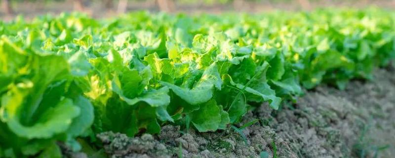 种菜的施肥方法，有哪些技巧 蔬菜施肥的方法有哪些