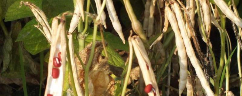 赤豆何时种植比较好，附种植方法 种赤小豆几月份种好