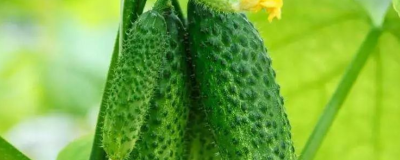 黄瓜不结瓜该怎么办,附黄瓜种植方法