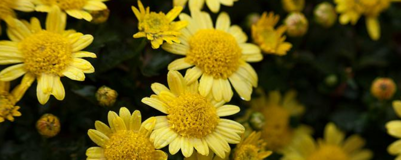 菊花施肥有什么方法,有什么措施可以应对施肥过多