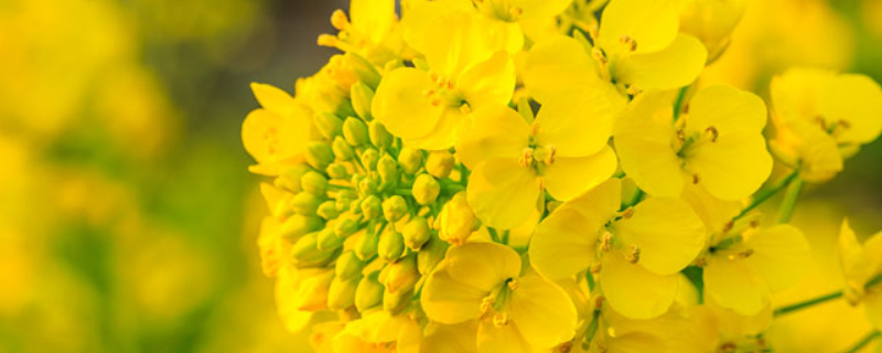 春季油菜浇水时间是多久,有什么追肥要点吗