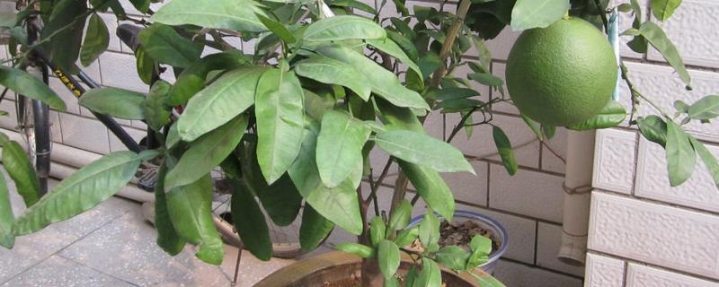 怎样种植盆栽柚子树,种植技术要点有哪些