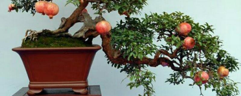 养护石榴盆景的方法，这5点是关键 石榴盆景如何养护