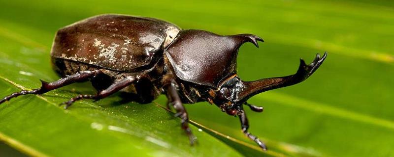 甲虫养殖技术，要注意什么 如何饲养甲虫幼虫