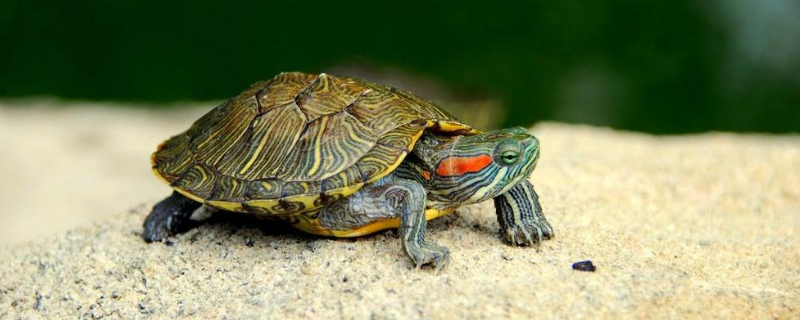 冬天怎么养小乌龟，有哪些要点（冬天小乌龟应该怎么养）