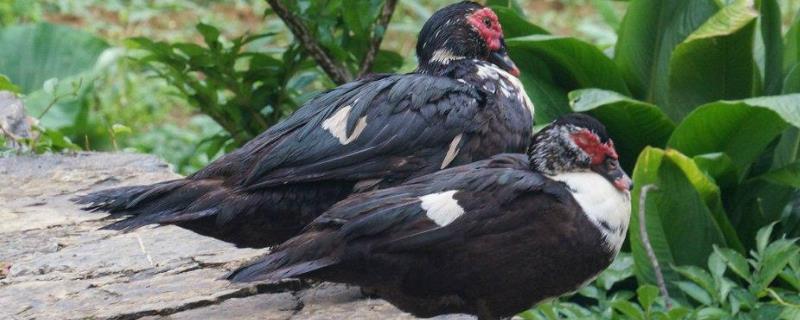 火鸭的育雏技术，附防疫措施（雏鸭要做什么疫苗）