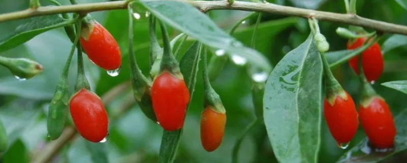 枸杞树生虫有什么应对措施,分辨枸杞的好坏的方法