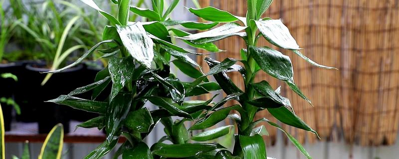 富贵竹 富贵竹的养法