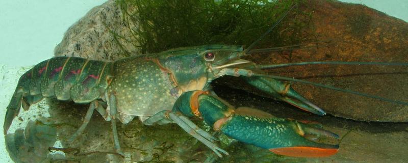 虾如何繁殖，有哪四大繁殖阶段（虾几月份繁殖）