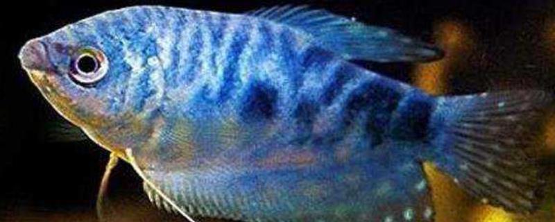 曼龙鱼怎么繁殖,曼龙鱼的形态特征 曼龙鱼的繁殖与饲养