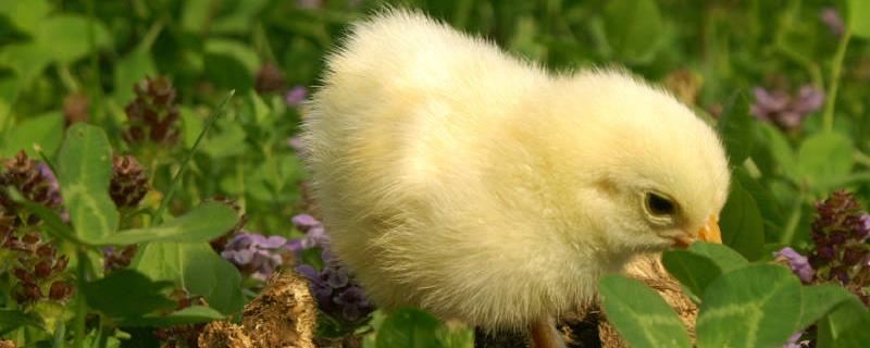 鸡是怎么繁殖的 公鸡和母鸡是怎么繁殖的