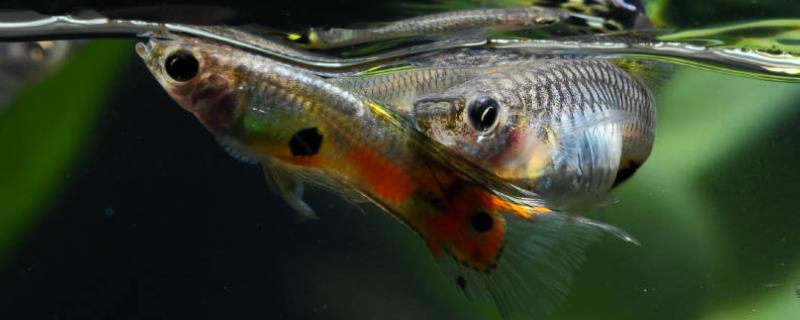 孔雀鱼怎么繁殖后代（孔雀鱼怎么繁殖后代图片）