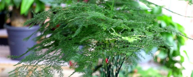 大文竹怎样修剪，怎么养 文竹需要修剪吗怎么修剪