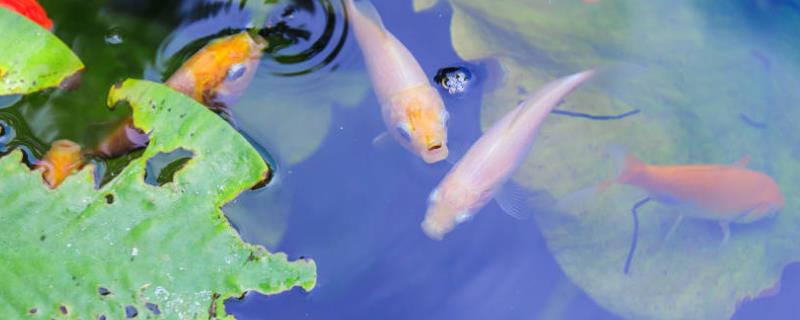 观赏鱼怎么繁殖（草鲤鱼观赏鱼怎么繁殖）
