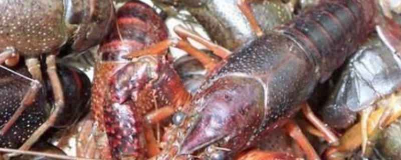 龙虾的养殖技术，有三个方面（养殖龙虾需要哪些技术）