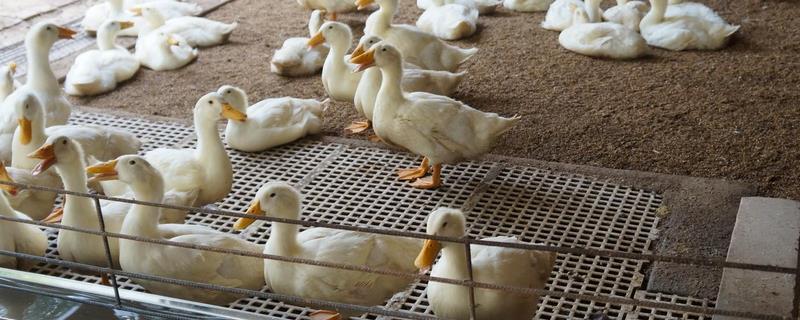 发酵床养鸭技术，发酵床养鸭鸭床制作