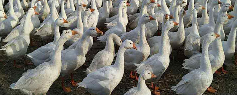 肉鹅综合养殖技术，详细介绍 肉鹅的养殖方法和技术