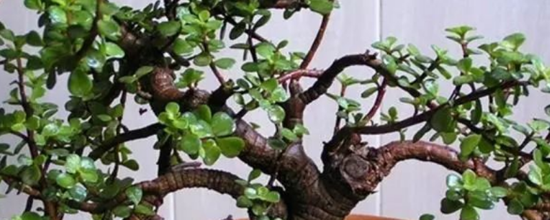 玉树是如何过冬的，附玉树养护要点 盆栽玉树怎样过冬