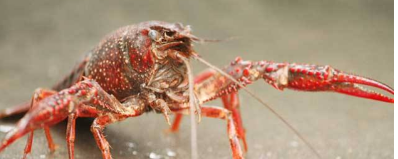 稚虾培育技术，附培育要求 怎么培育种虾