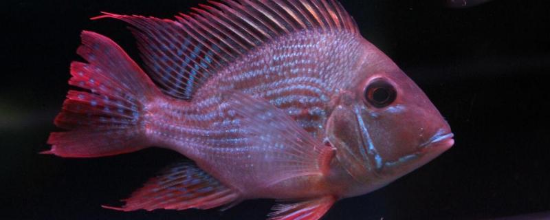 元宝鱼怎么养，附养殖要点（金元宝鱼如何饲养）