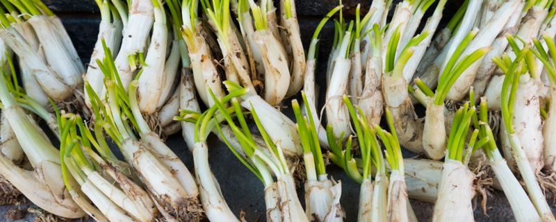 冬季水栽大葱的方法 冬季水栽大葱的方法如何解决家庭纠纷