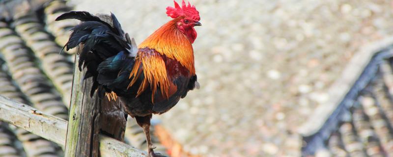 公鸡晚上打鸣是怎么回事（公鸡晚上8点打鸣是怎么回事）