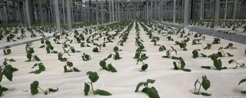 土豆无土栽培方法，什么是无土栽培（无土豆苗的种植）