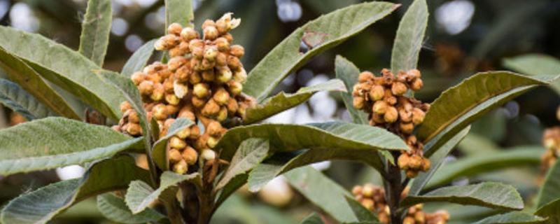 枇杷种子的播种时间,附种植方法(枇杷种子几月份下种)