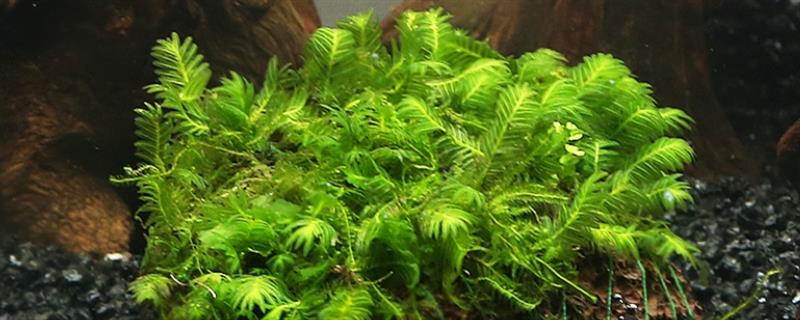 莫丝水草的繁殖方法,附莫丝的形态特征