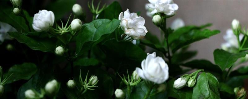 茉莉的繁殖方法,附茉莉的栽培方法 盆栽茉莉的繁殖方法
