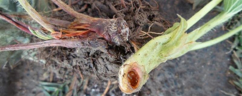 怎么治疗植物红柱病害,附草莓病害的防治方法