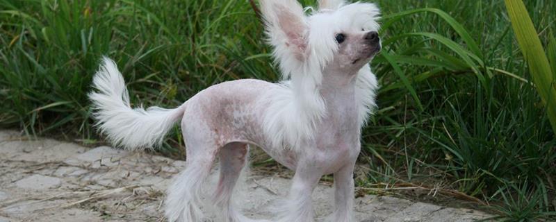 中国冠毛犬多少钱一只，如何选购（中国冠毛犬产地）