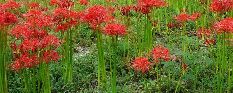 石蒜种植方法和时间，种植后有什么注意事项