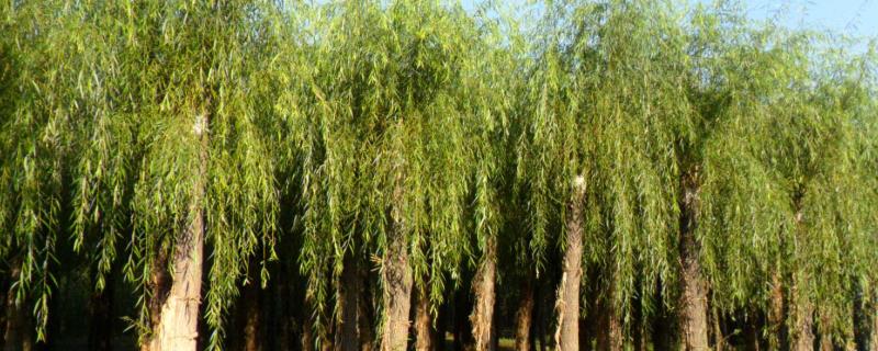 柳树种植技术与管理，病虫害有哪些（柳树常见病虫害有哪些）