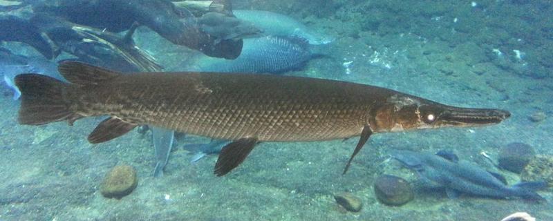 鸭嘴鱼是不是保护动物,附其相关介绍