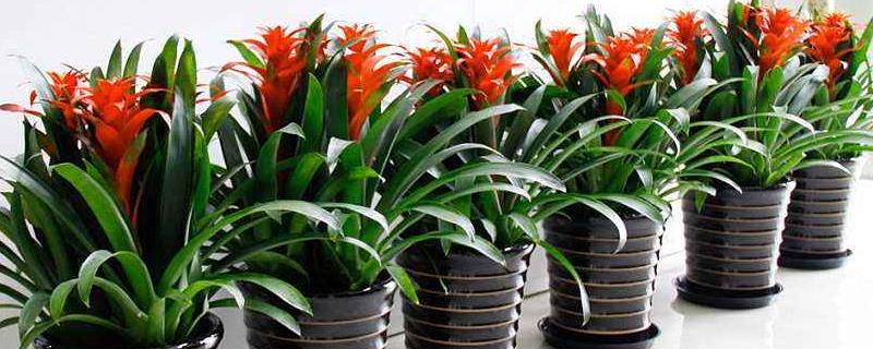 盆栽凤梨花的养殖方法，附繁殖方法（凤梨花怎么移栽）