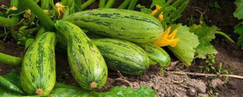 角瓜种植技术与管理，怎么施肥（羊角瓜种植技术与施肥）